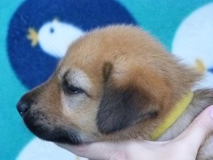 chinook puppy